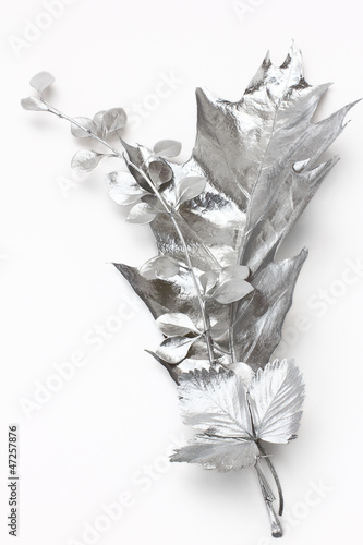 Silver leaves