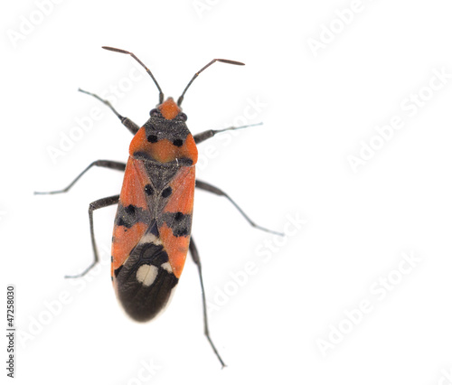 Firebug, Pyrrhocoris apterus on white background