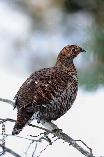 Birkwild, Winter photo