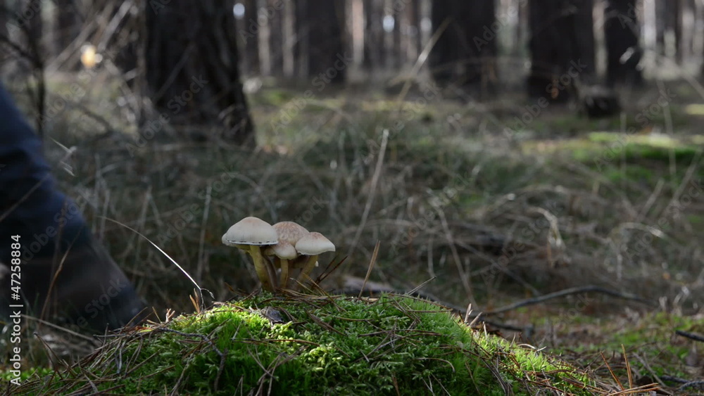 Pilzsammler läuft an ungenießbaren giften pilzen vorbei.