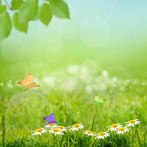 green natute background