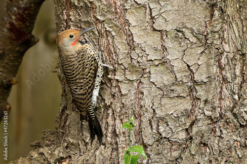 Northern Flicker on a tree photo