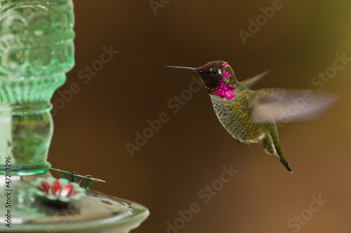 Wallpaper Mural Side view of hummingbird hovering next to a bird feeder. Torontodigital.ca