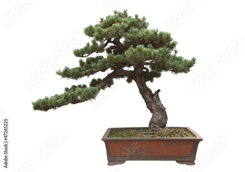 Pine bonsai white background