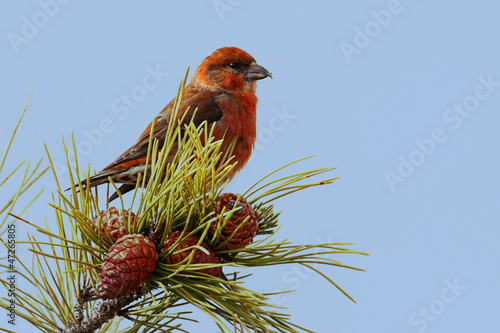 Red (or Common) Crossbill photo