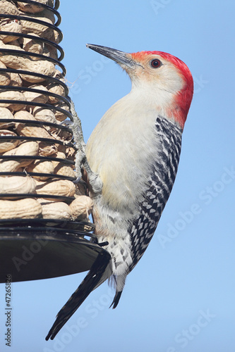 Woodpecker on a Peanut Feeder