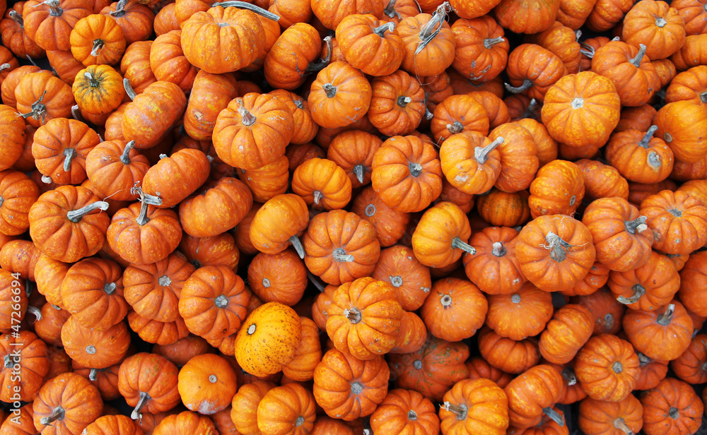 heap of tiny pumpkins