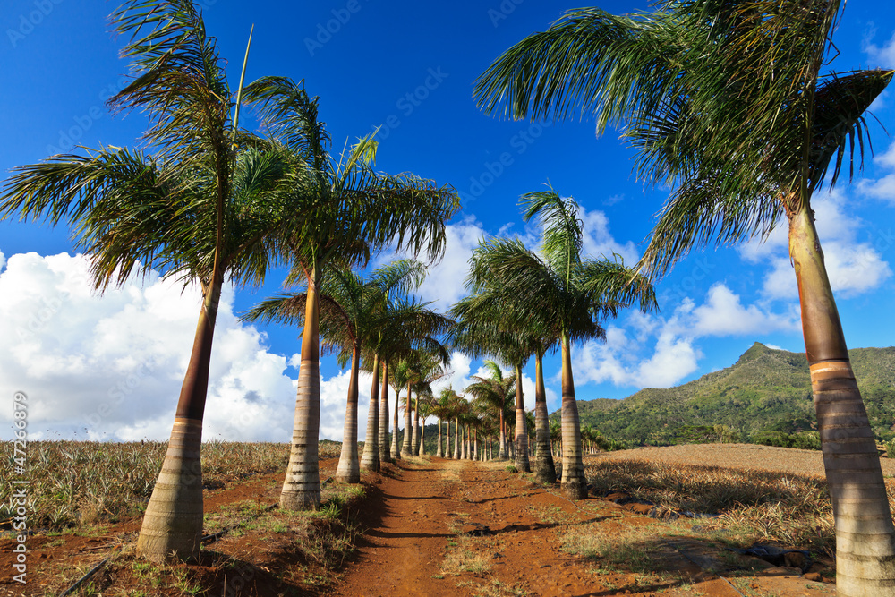 pineapple plantation of south Mauritius