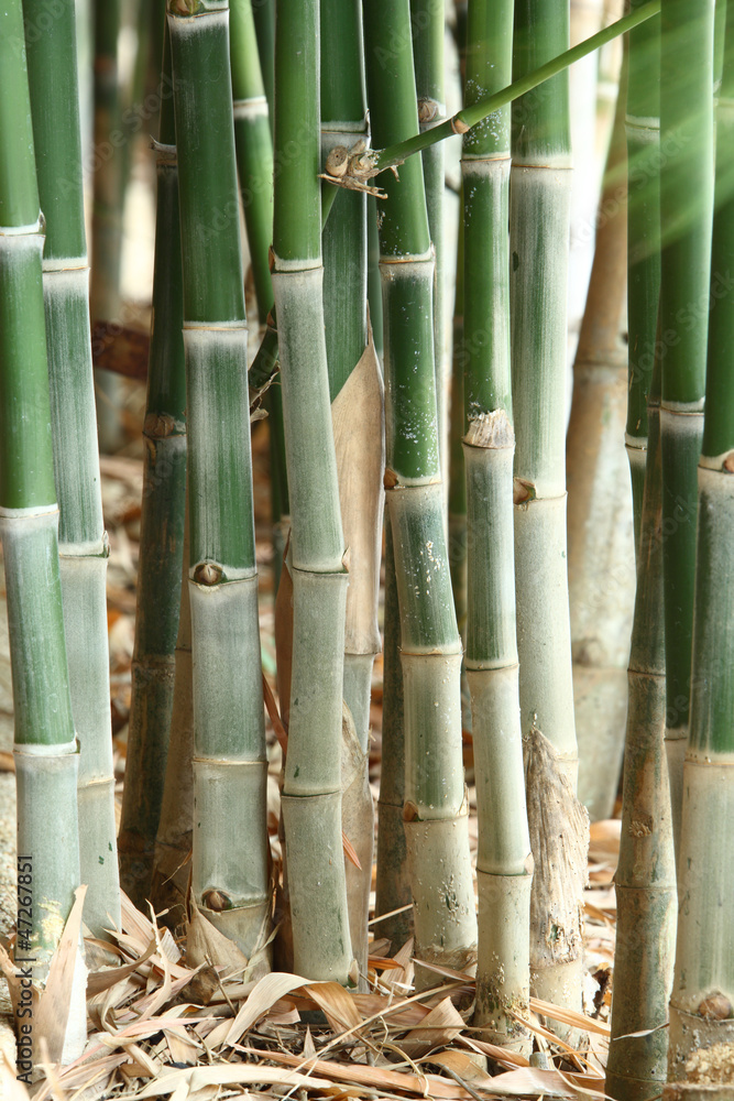 Fototapeta premium Bamboo