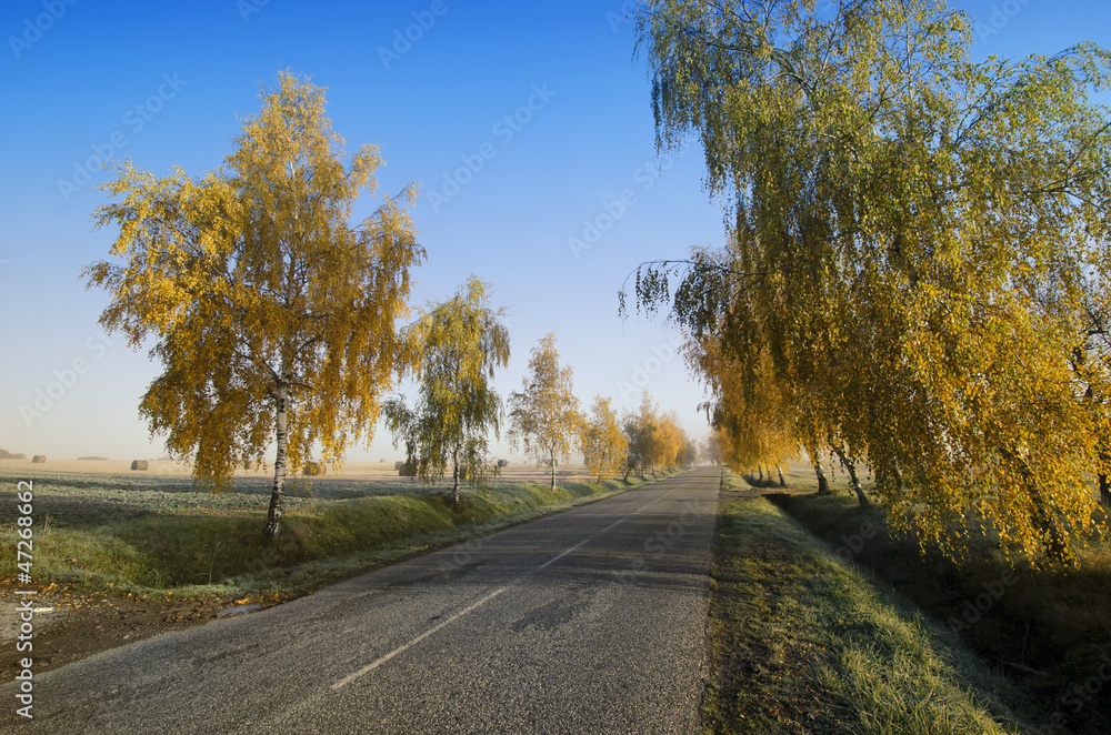 Fototapeta premium the road and autumn birch