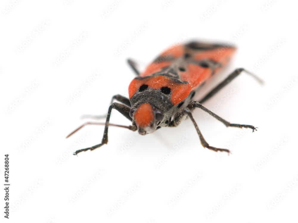 Fototapeta premium Firebug, Pyrrhocoris apterus on white background
