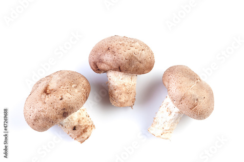 group of porcini mushrooms on white