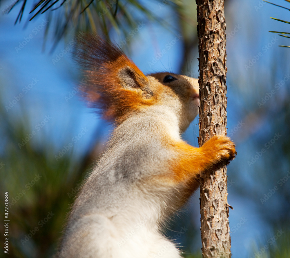 Squirrel Squirrel