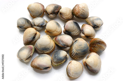 fresh shells, common cockle, on white background