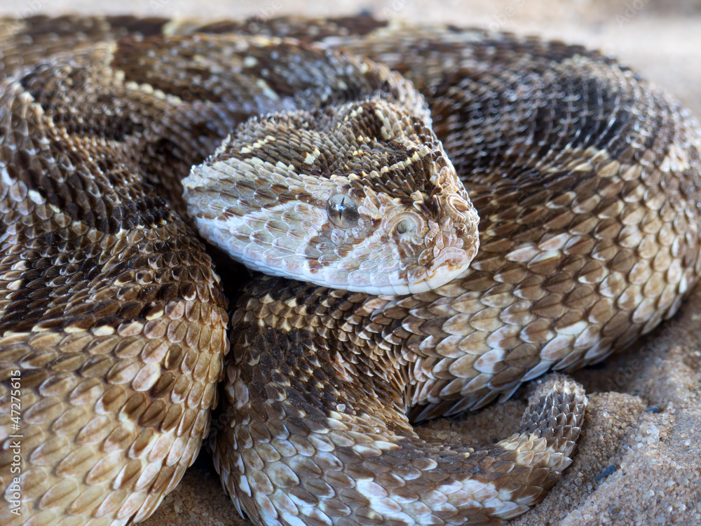 Puff adder (Bitis arietans) snake ready to strike Puff adder (Bitis arietans) snake ready to strike
