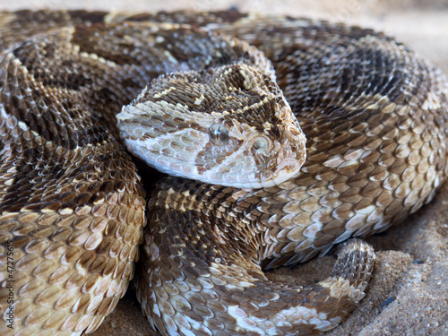 Puff adder (Bitis arietans) snake ready to strike