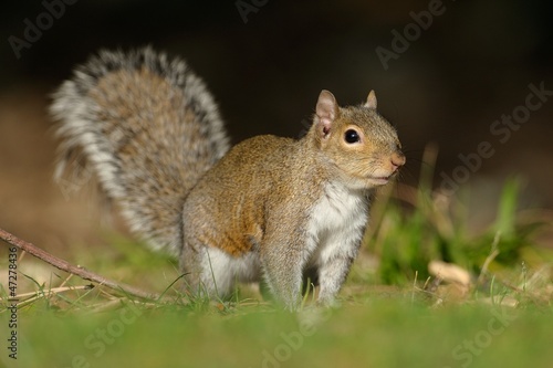 scoiattolo © massimhokuto