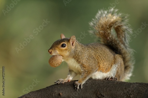 scoiattolo © massimhokuto