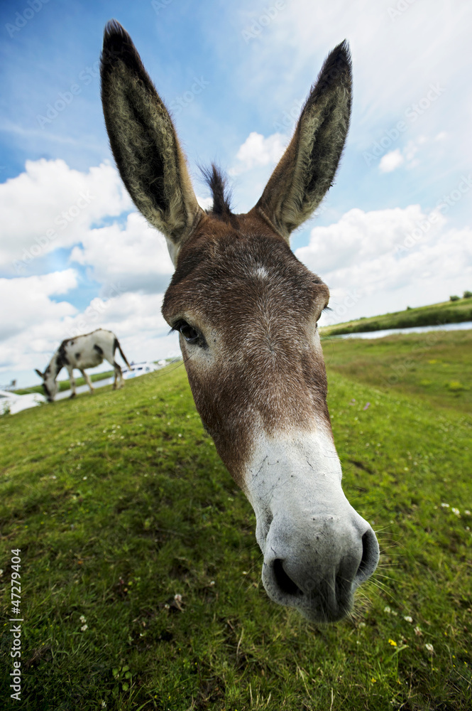 Norfolk Broads, Donkey Close up