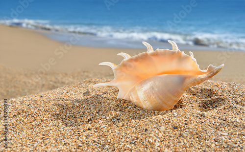 Seashell on the yellow beach sand © Artur