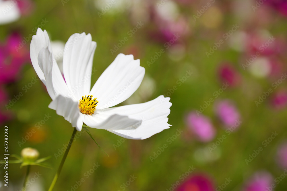 White Anenome White Anenome