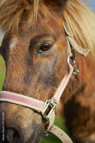 Horse Close Up
