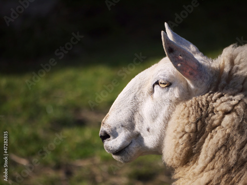 Sheep Side On