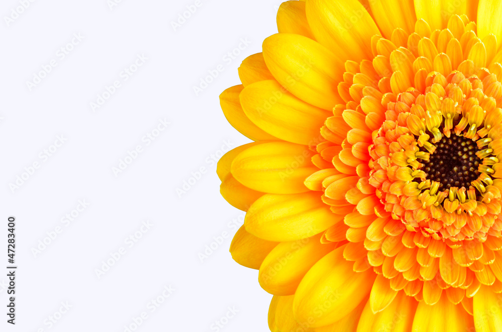 Part of Yellow Marigold Flower Isolated on White Part of Yellow Marigold Flower Isolated on White