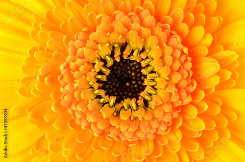 Macro close-up of yellow Gerber Marigold Flower