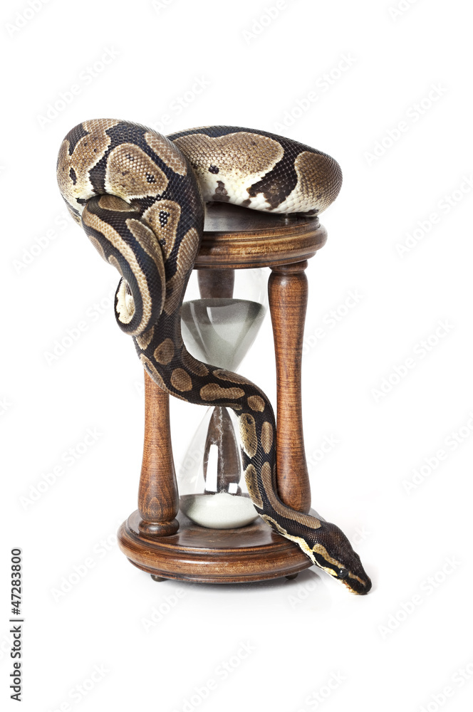 Fototapeta premium Royal Python with hourglass