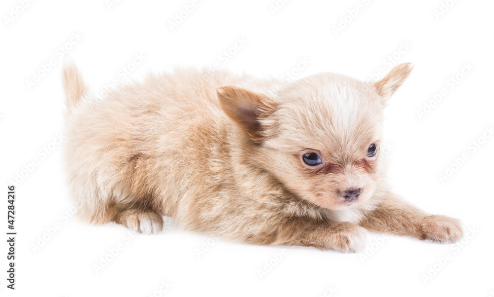 Funny puppy Chihuahua poses on a white background