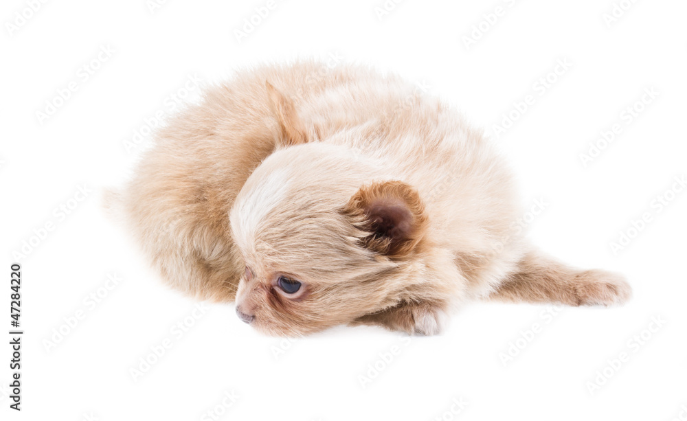 Funny puppy Chihuahua poses on a white background