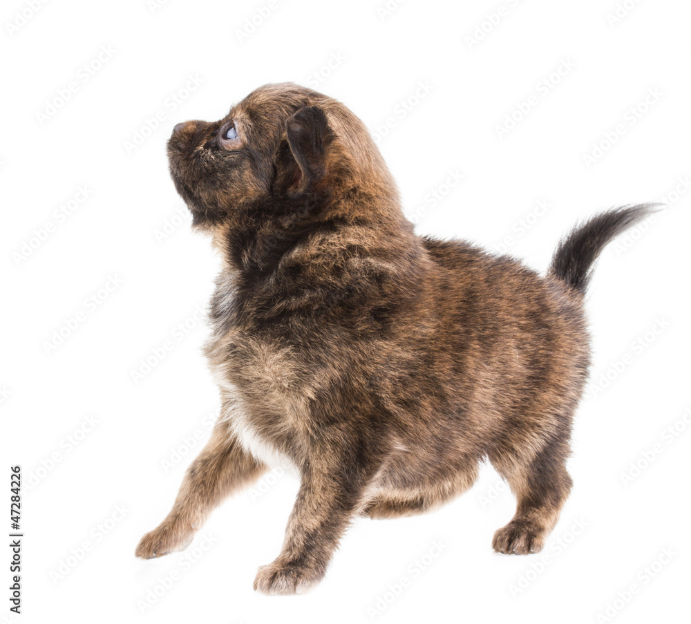 Funny puppy Chihuahua poses on a white background Funny puppy Chihuahua poses on a white background