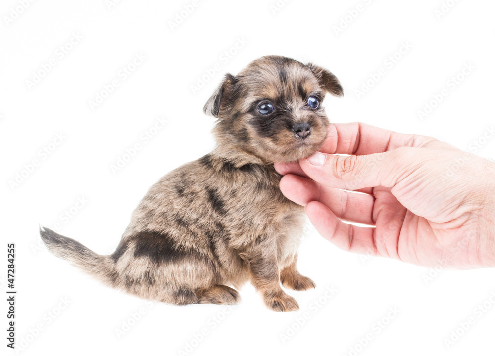 Funny puppy Chihuahua poses on a white background Funny puppy Chihuahua poses on a white background