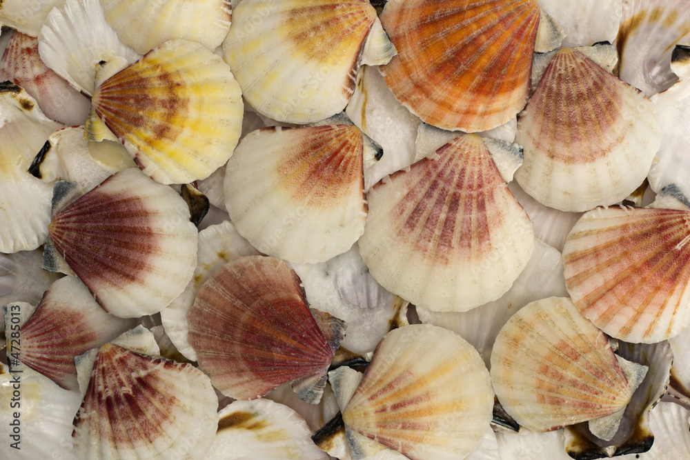 Seashell Seashell
