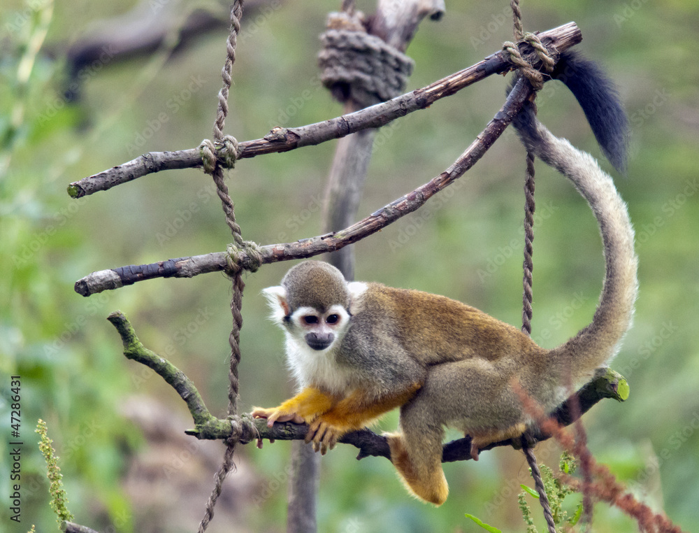 Obraz premium The common squirrel monkey (Saimiri sciureus)