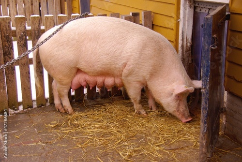 A domestic pig at a farm
