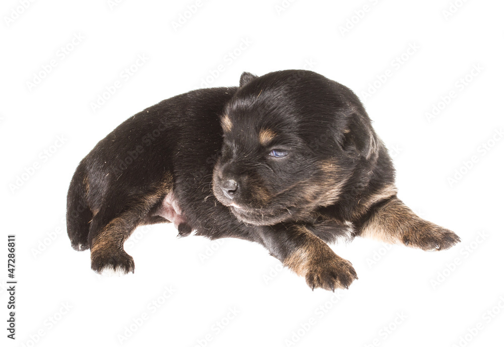 Fototapeta premium Funny puppy Chihuahua poses on a white background