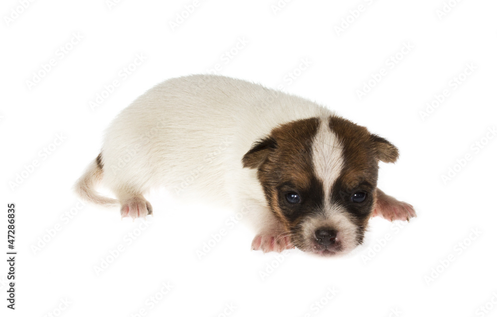 Obraz premium Funny puppy Chihuahua poses on a white background
