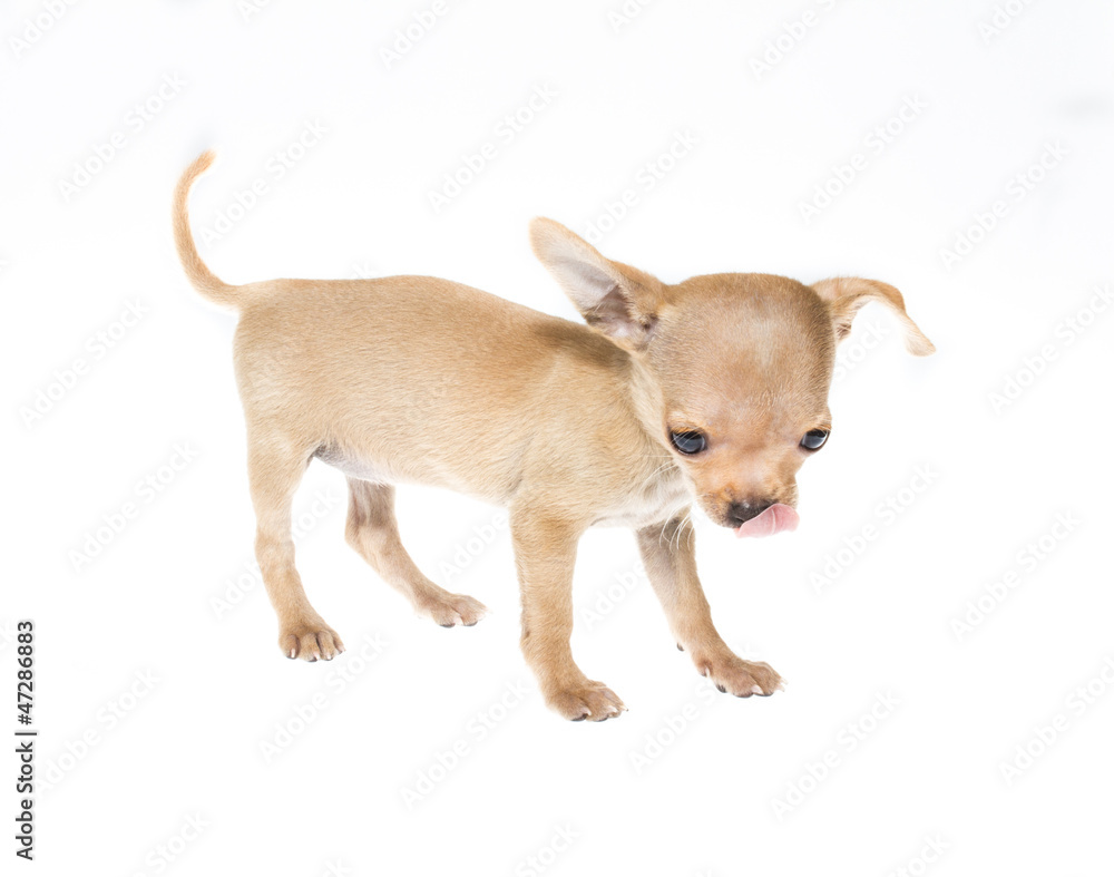 Funny puppy Chihuahua poses on a white background Funny puppy Chihuahua poses on a white background