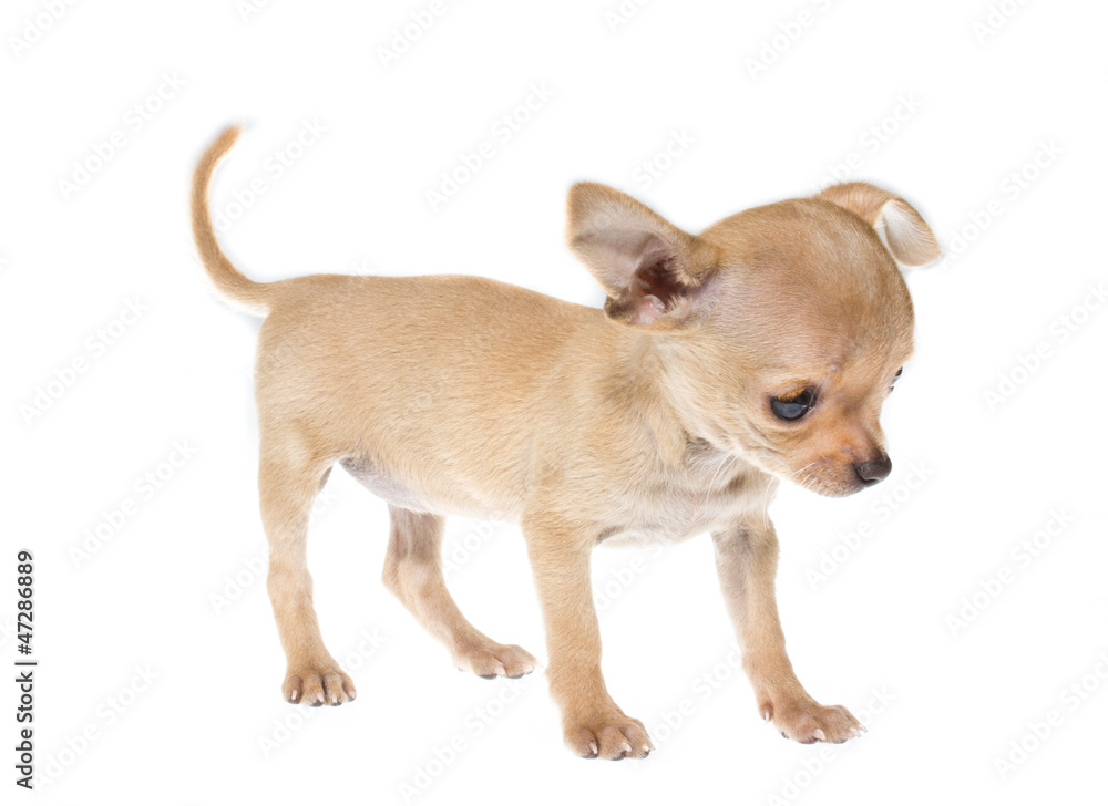 Funny puppy Chihuahua poses on a white background