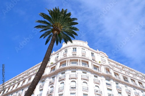 Hotel et Palmier à Cannes