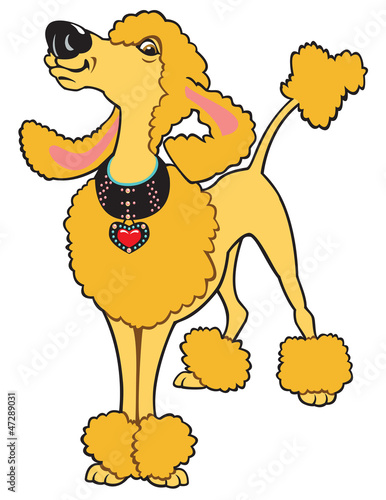 cartoon poodle