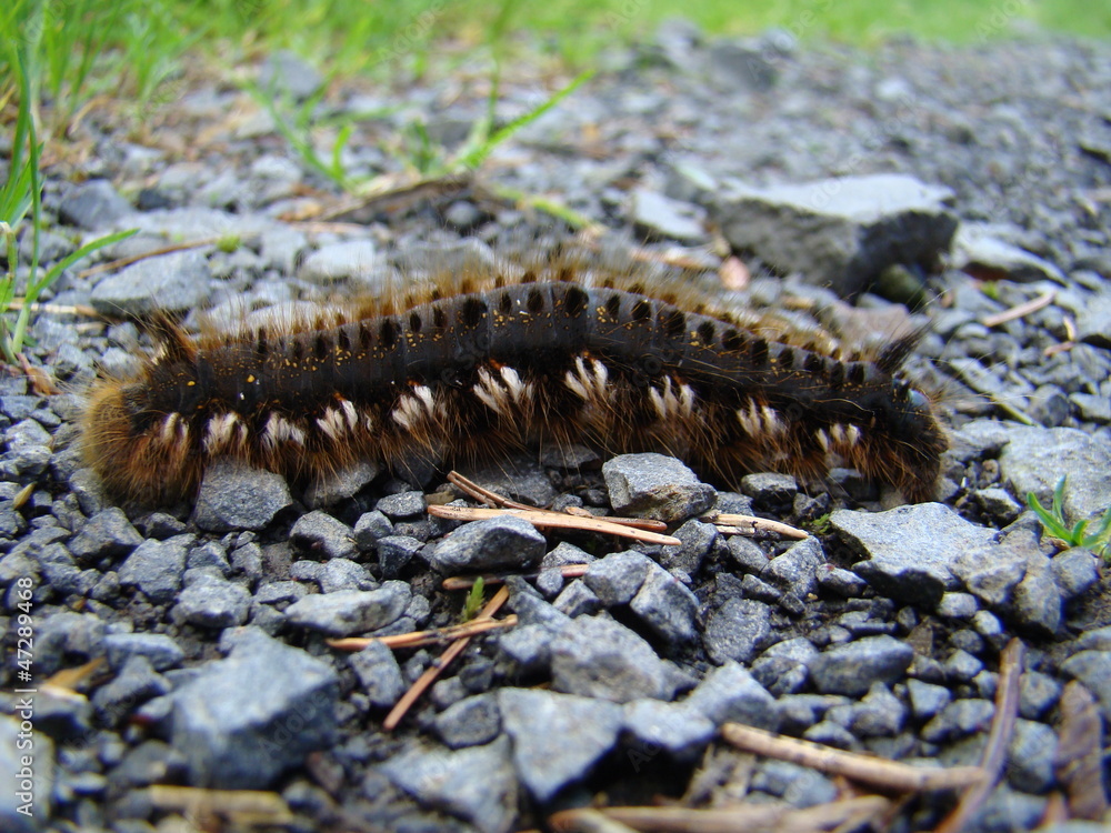 Trinkerin, Raupe der Grasglucke Trinkerin, Raupe der Grasglucke
