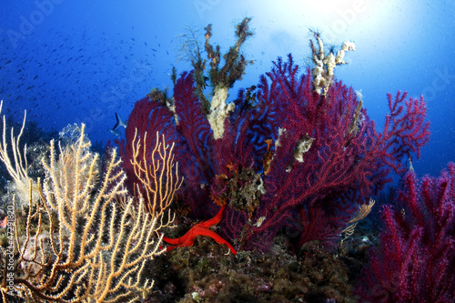 stella marina rossa gorgonie