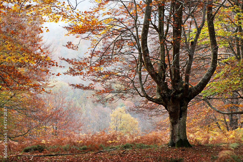 Fototapeta premium Autumn tree
