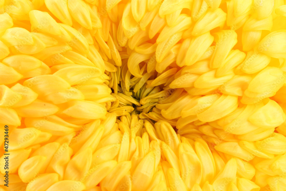 bright yellow chrysanthemum, close up