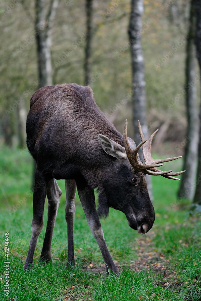 Elchbulle Elchbulle