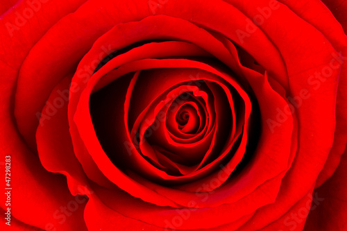 Close-up of a bright red rose