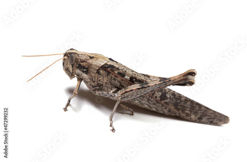 Desert Locust © EuToch
